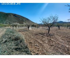 SE VENDE PARCELA CON PRODUCCION DE ALMENDROS AL LADO DEL PUEBLO DE BARBARROJA