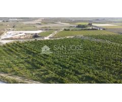 SE VENDE ARBOLES FRUTALES DE CEREZAS EN PLENA PRODUCIÓN