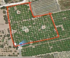 SE VENDE PARCELA CON PRODUCION DE CITRICOS EN PEDANIA DE ELCHE