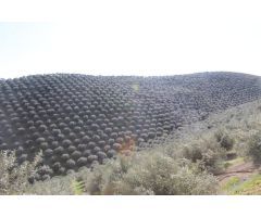 MAGNIFICO OLIVAR CON CASA, COCHERA PARA APEROS Y PISCINA ENTRE VILLAHARTA Y POZOBLANCO.