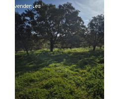 MAGNIFICO TERRENO EN GIGARRA BAJA, CON POZO LEGALIZADO.