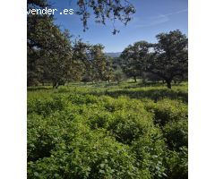 MAGNIFICO TERRENO EN GIGARRA BAJA, CON POZO LEGALIZADO.