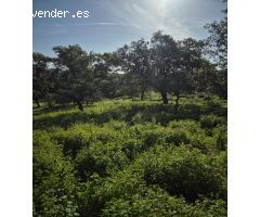 MAGNIFICO TERRENO EN GIGARRA BAJA, CON POZO LEGALIZADO.