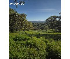 MAGNIFICO TERRENO EN GIGARRA BAJA, CON POZO LEGALIZADO.