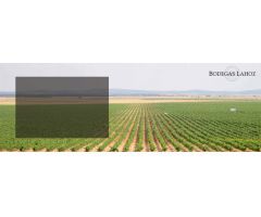 Bodega en Venta en Socuéllamos, Ciudad Real