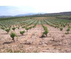 SE VENDE TERRENO EN PINOSO
