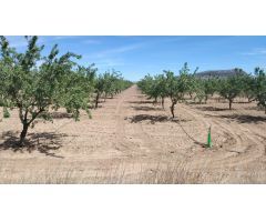 PARCELA CON ALMENDROS EN MONOVAR