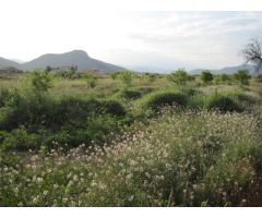 Terreno en Aspe