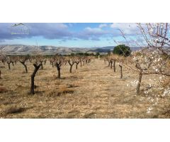 TERRENO EN BIAR