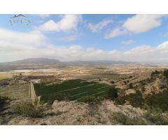 SE VENDE FINCA RÚSTICA EN PRODUCCIÓN EN MONFORTE