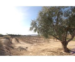TERRENO CERCANO A MONFORTE