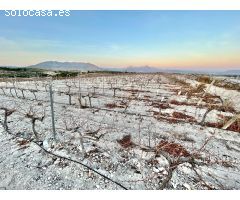 Finca rustica en Novelda