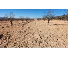 Terreno en Jumilla