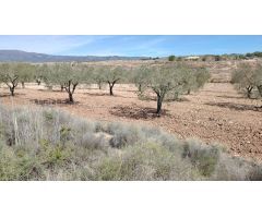 TERRENO EN MONOVAR