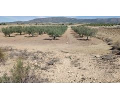 PARCELA EN LA FUENTE EL PINO