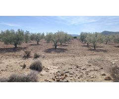 TERRENO EN MONOVAR
