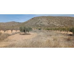 Parcela en Barbarroja