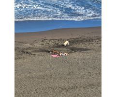 VENTA DE CHALET EN PLAYA DEL HOMBRE