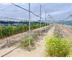 FINCA RÚSTICA EN AV. ROTA