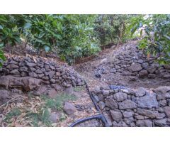 Finca rústica con árboles frutales en Cercados de Espino