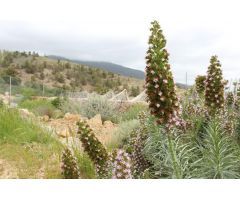 Terreno Rural en Arico