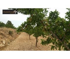 PARCELA EN HONDON DE LAS NIEVES
