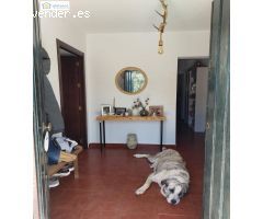 Magnifica Finca Rustica en La Alcornocosa