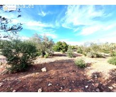Finca rústica a la venta con casi 7 hectáreas en Gerena, Sevilla