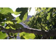 Casa en Venta en Villacarrillo, Jaén