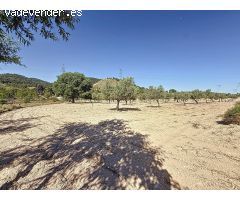 Oportunidad Única en el Puerto de Biar – Finca Rústica de 31.500 m² con Olivos en Producción
