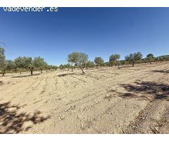 Oportunidad Única en el Puerto de Biar – Finca Rústica de 31.500 m² con Olivos en Producción