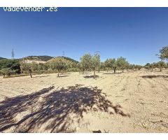 Oportunidad Única en el Puerto de Biar – Finca Rústica de 31.500 m² con Olivos en Producción