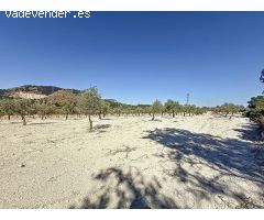 Oportunidad Única en el Puerto de Biar – Finca Rústica de 31.500 m² con Olivos en Producción