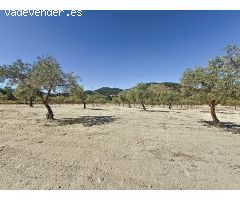 Oportunidad Única en el Puerto de Biar – Finca Rústica de 31.500 m² con Olivos en Producción