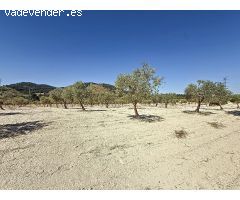 Oportunidad Única en el Puerto de Biar – Finca Rústica de 31.500 m² con Olivos en Producción
