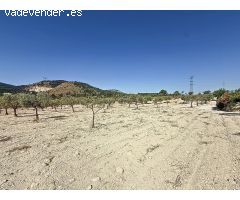 Oportunidad Única en el Puerto de Biar – Finca Rústica de 31.500 m² con Olivos en Producción