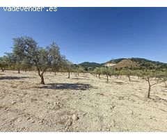 Oportunidad Única en el Puerto de Biar – Finca Rústica de 31.500 m² con Olivos en Producción