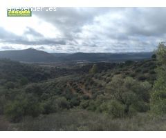 ESTUPENDA FINCA EN ESPIEL( ¡ POR SÓLO 40.000! €).
