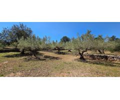 Preciosa Finca Rústica de 4.969 M2 en El Perelló con olivos centenarios