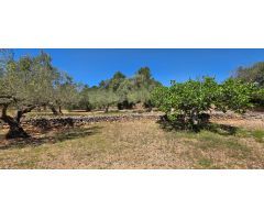 Preciosa Finca Rústica de 4.969 M2 en El Perelló con olivos centenarios