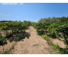 Finca de 6.000 M2, plana y vallada con casa unifamiliar y otros anexos de 262 M2