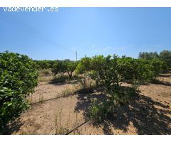 Finca de 6.000 M2, plana y vallada con casa unifamiliar y otros anexos de 262 M2
