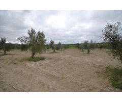 Finca rústica con olivos en Muro