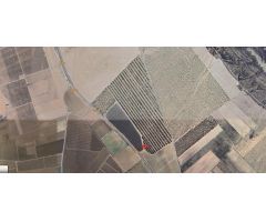 Terreno con Almacén  en venta en paraje de las Moratillas , Polígono 100 Los Pulpillos Yecla