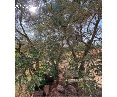 Parcela en Venta en Villaviciosa de Córdoba, Córdoba