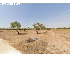 TERRENO EN ALQUILER EN TORRELLANO ALTO