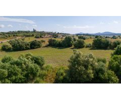 Tres parcelas rústicas en venta en Ariany, Mallorca – 28.000 m² con buena accesibilidad y elevación