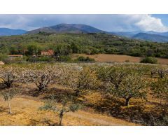 Finca rustica en Venta en Jarandilla de la Vera, Cáceres