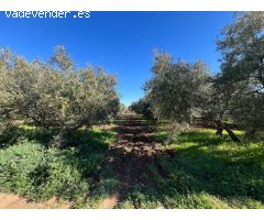 EN EXCLUSIVA PARCELA CON CASA CERCA DE ANTEQUERA¡¡¡¡¡¡¡¡