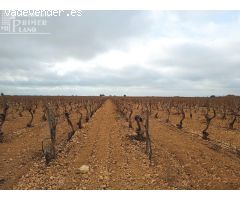 Se venden 16 hectareas de viña en la zona de cantivano y Minguillo